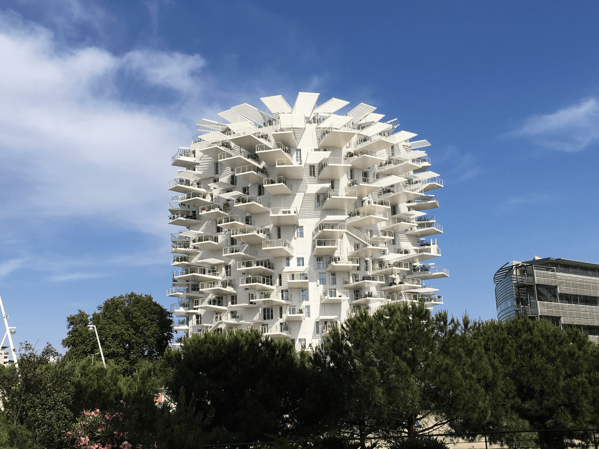 Arbre Blanc Montpellier