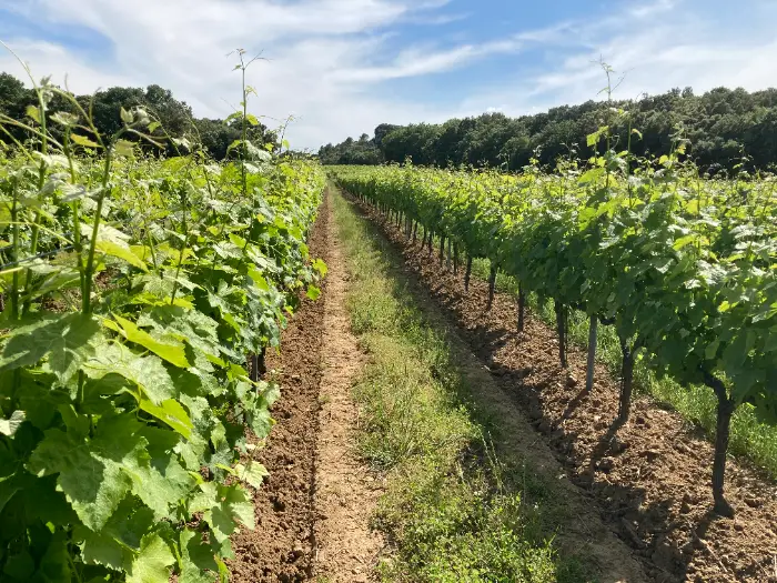 Viticulture : un Millésime Bio sur fond de crise 1 - Les indiscretions salon millésime bio